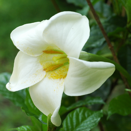 พุดแตรงอน   Euclinia longiflora Salisb.<br/>RUBIACEAE