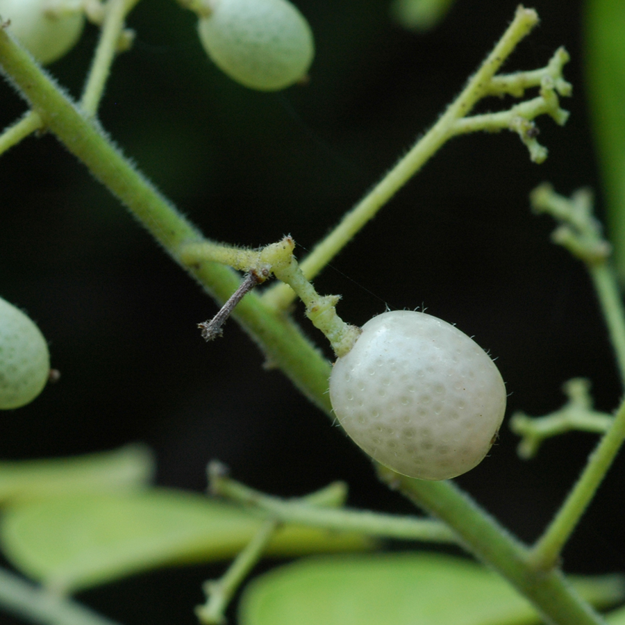 สมัดใหญ่ Clausena excavata Burm.f.<br/>RUTACEAE