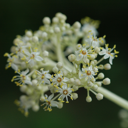 มะห้อ Spondias lakonensis  Pierre<br/>ANACARDIACEAE