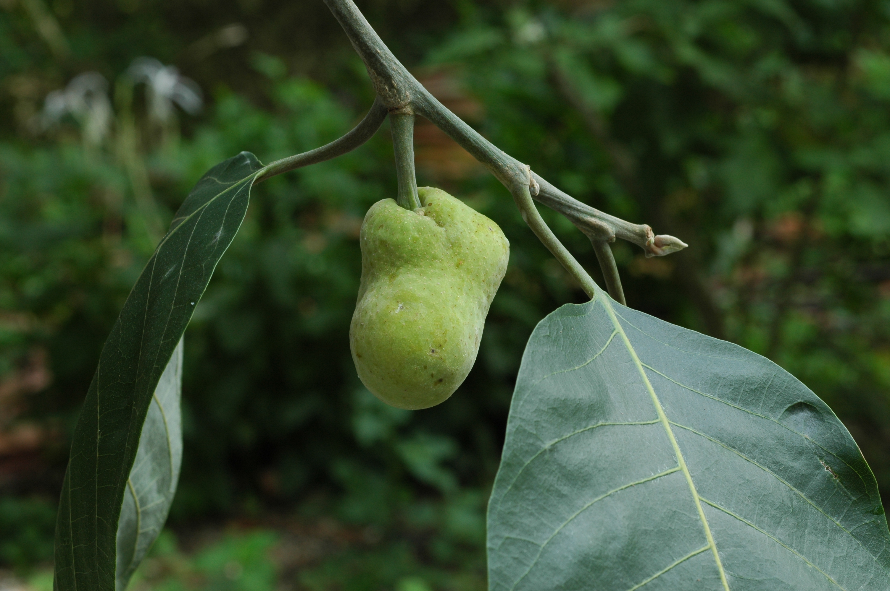 มะหาด Artocarpus lacucha Roxb.<br/>MORACEAE