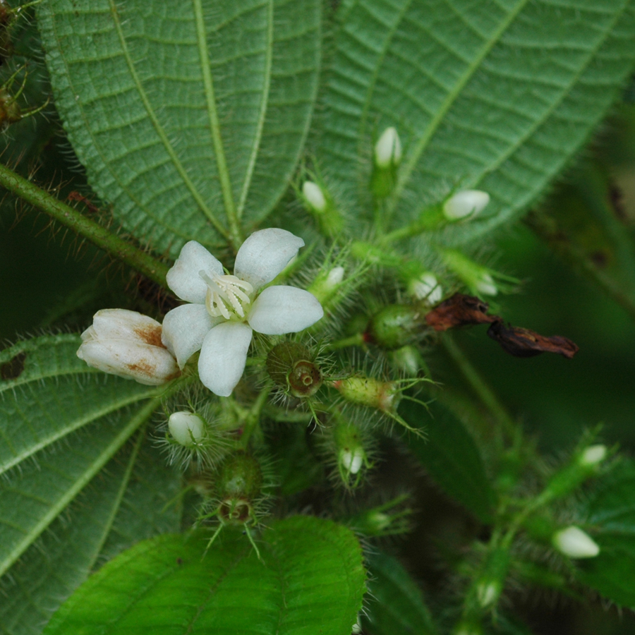 โคลงเคลงขนต่อม Clidemia hirta (L.) D. Don<br/>Melastomataceae