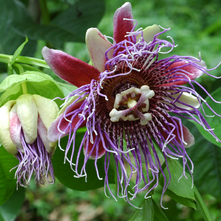 สุคนธรส Passiflora quadrangularis L.<br/>PASSIFLORACEAE