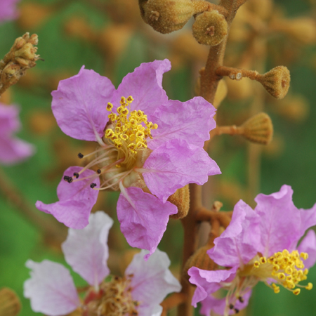 ตะแบกนา Lagerstroemia floribunda Jack<br/>LYTHRACEAE