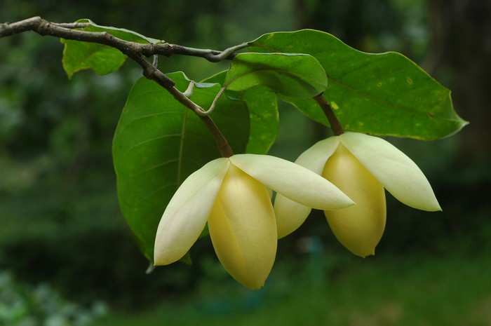 มณฑา Talauma candollei  Bl.<br/>MAGNOLIACEAE