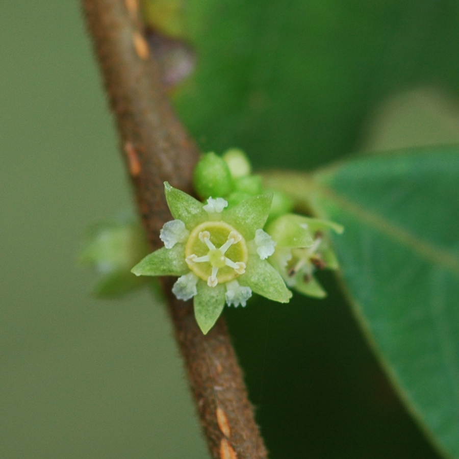 สีฟันกระบือ Bridelia tomentosa Blume<br/>EUPHORBIACEAE