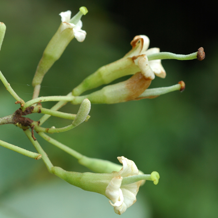 ส้มเสี้ยว Bauhinia malabarica roxb.<br/>FABACEAE (LEGUMINOSAE-CAESALPINIOIDEAE)