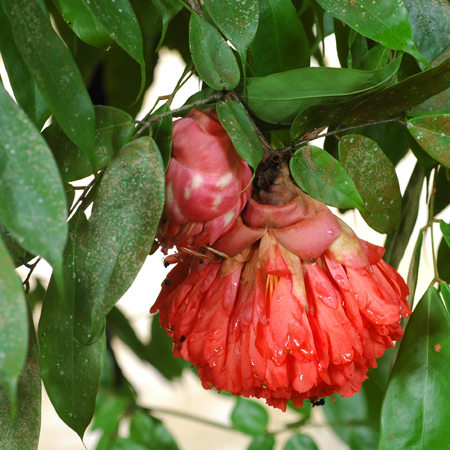 โสกพวง Brownea ariza Benth.<br/>FABACEAE (LEGUMINOSAE-CAESALPINIOIDEAE)