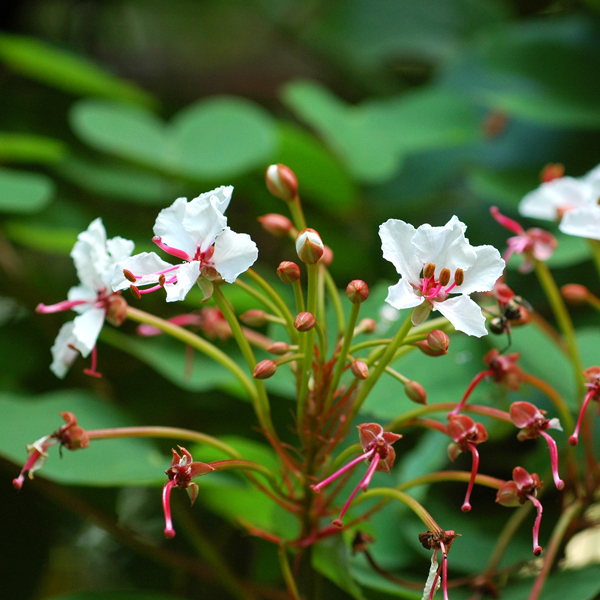 ส้มเสี้ยวเถา Bauhinia lakhonensis Gagnep.<br/>FABACEAE (LEGUMINOSAE-CAESALPINIOIDEAE)