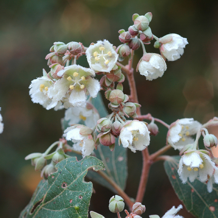 เลียงฝ้าย Kydia calycina Roxb. <br/>MALVACEAE