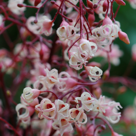 เกาลัด Sterculia monosperma Vent.<br/>STERCULIACEAE