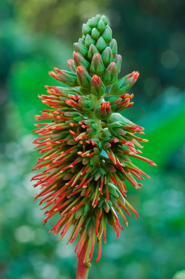 สะเดาช้าง Acrocarpus fraxinifolius Wight ex Arn.<br/>FABACEAE (LEGUMINOSAE-CAESALPINIOIDEAE)