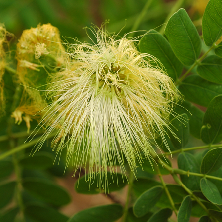 พฤกษ์ Albizia lebbek (L.) Benth.<br/>FABACEAE (LEGUMINOSAE-MIMOSOIDEAE)