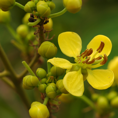 ขี้เหล็ก Senna siamea (Lam.) H.S.Irwin&Barneby<br/>Fabaceae