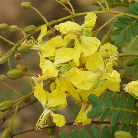 อะราง Peltophorum dasyrrachis (Miq.) Kurz<br/>FABACEAE