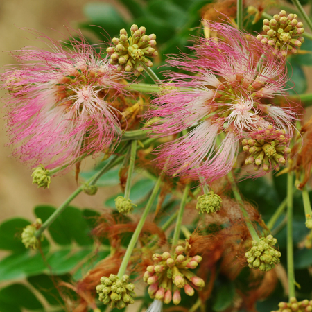 จามจุรี Samanea saman (Jacq.) Merr.<br/>FABACEAE (LEGUMINOSAE-MIMOSOIDEAE)