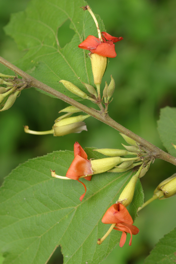 ปอบิด Helicteres isora L.<br/>STERCULIACEAE