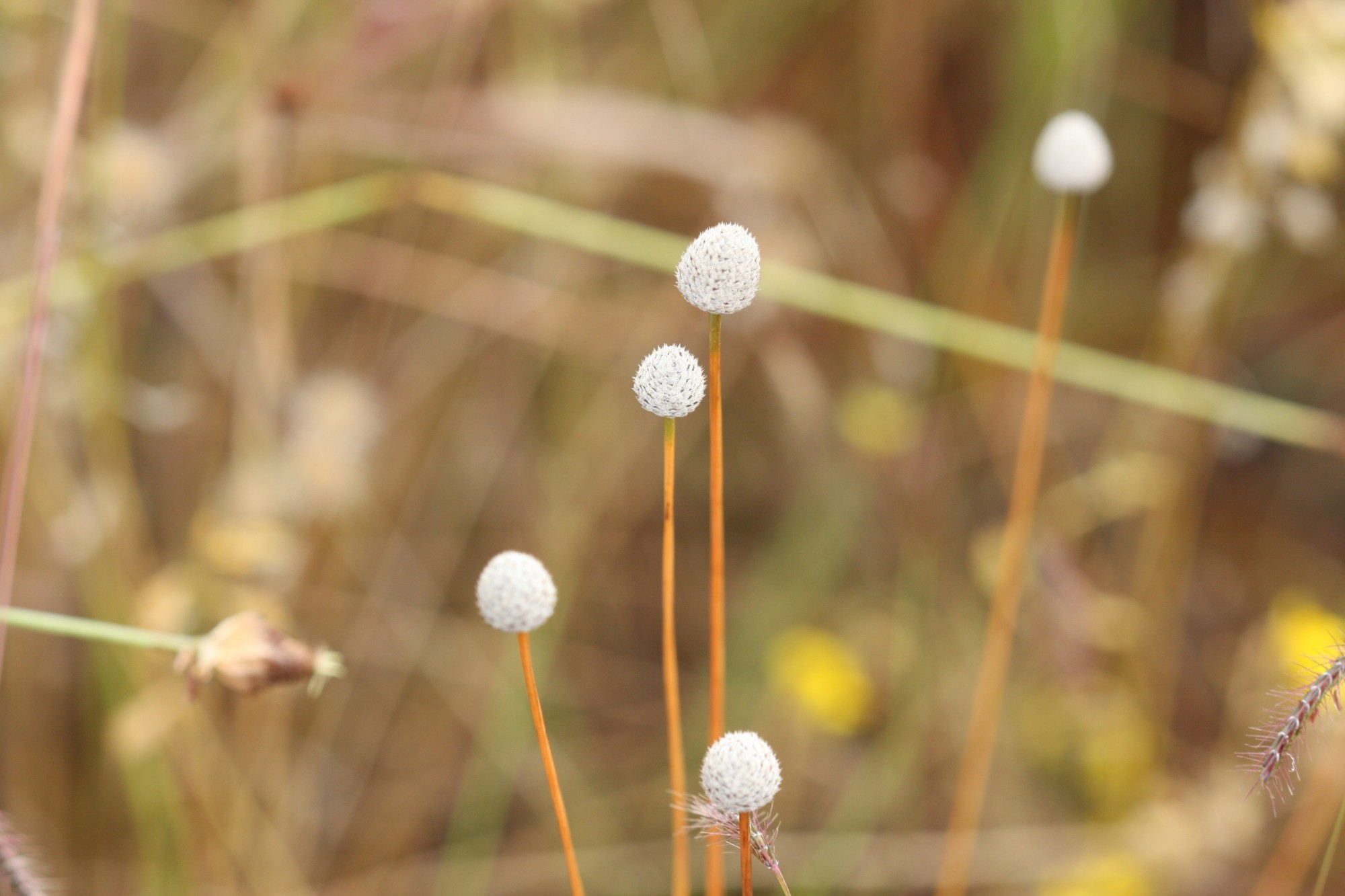 มณีเทวา Eriocaulon smitinandii Moldenke<br/>ERIOCAULACEAE