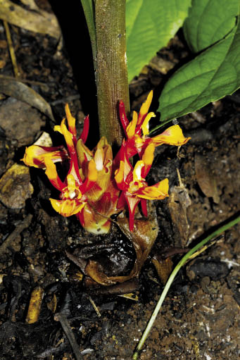 กระเจียวเหลืองแดง Curcuma bicolor Mood & K.Larsen<br/>ZINGIBERACEAE