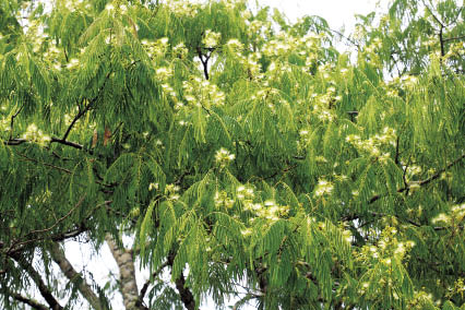 กางหลวง Albizia chinensis (Osbeck) Merr.<br/>FABACEAE (LEGUMINOSAE-MIMOSOIDEAE)