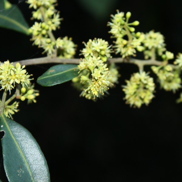 เครืองูเห่า Toddalia asiatica (L.) Lam.<br/>RUTACEAE