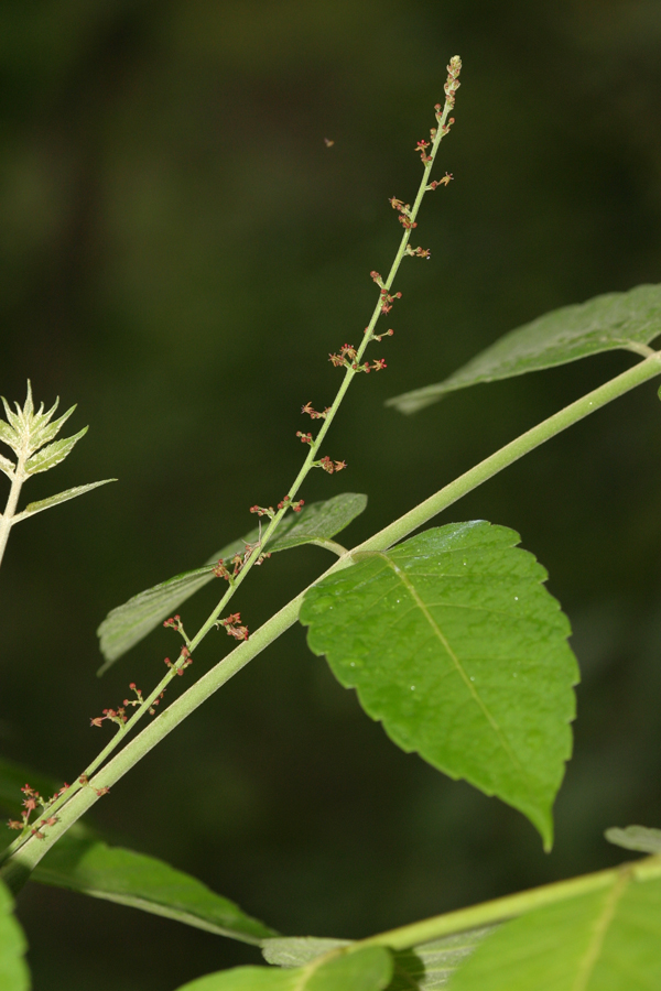 ราชดัด Brucea javanica (L.) Merr.<br/>SIMAROUBACEAE