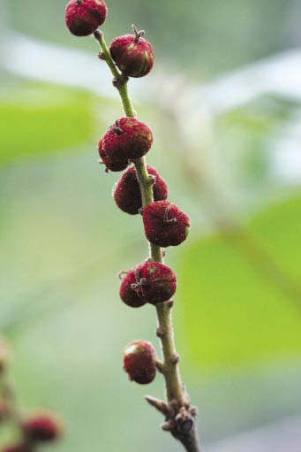 คำแสด Mallotus philippensis (Lam.) Müll.Arg.<br/>EUPHORBIACEAE