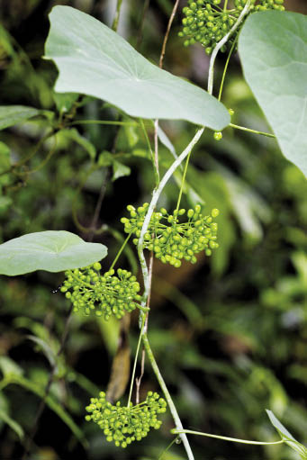 กระท่อมเลือด Stephania venosa (Blume) Spreng.<br/>MENISPERMACEAE