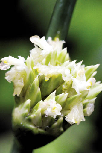 สาดขาว Stachyphrynium placentarium (Lour.) Clausager & Borchs.<br/>MARANTACEAE