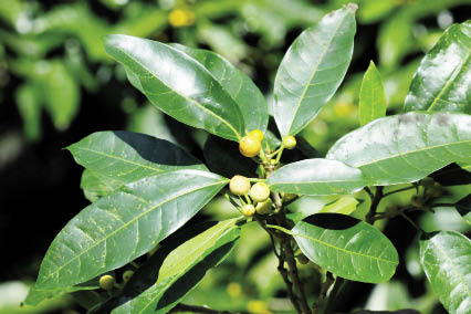 เดื่อไทร Ficus glaberrima Blume<br/>MORACEAE