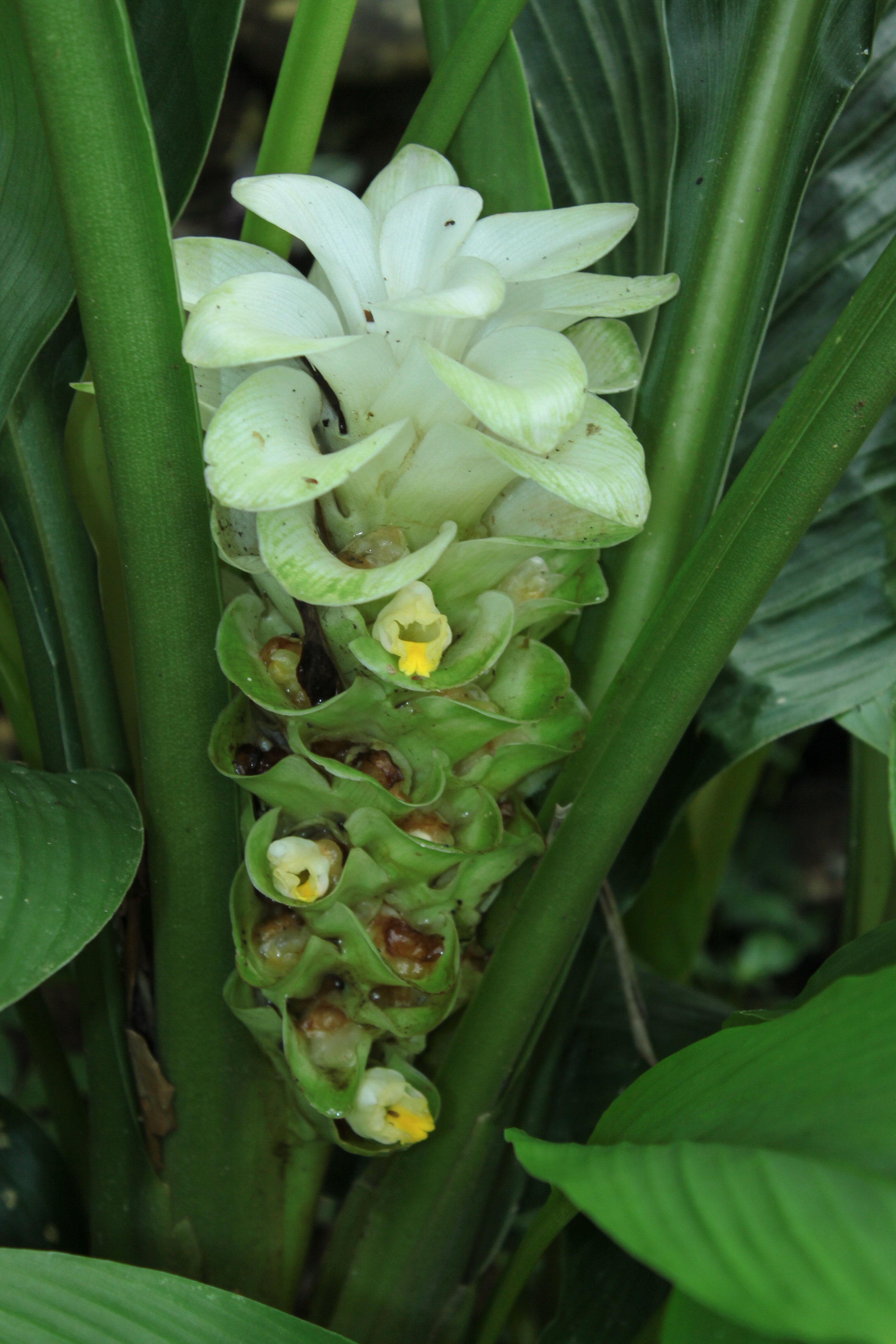 ขมิ้นป่า Curcuma viridiflora Roxb.<br/>Zingiberaceae