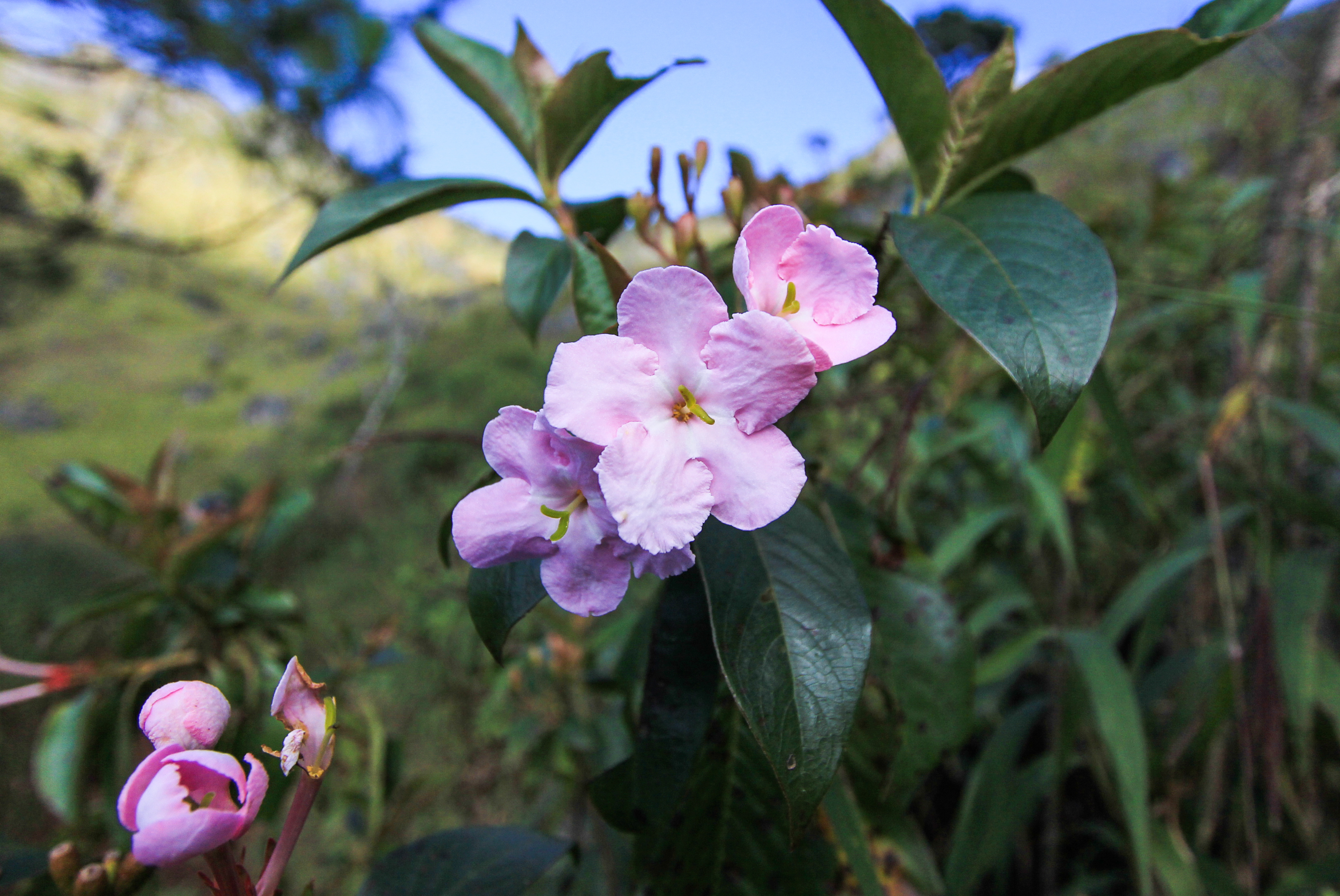 ชมพูพิมพ์ใจ Luculia gratissima Sw.<br/>RUBIACEAE