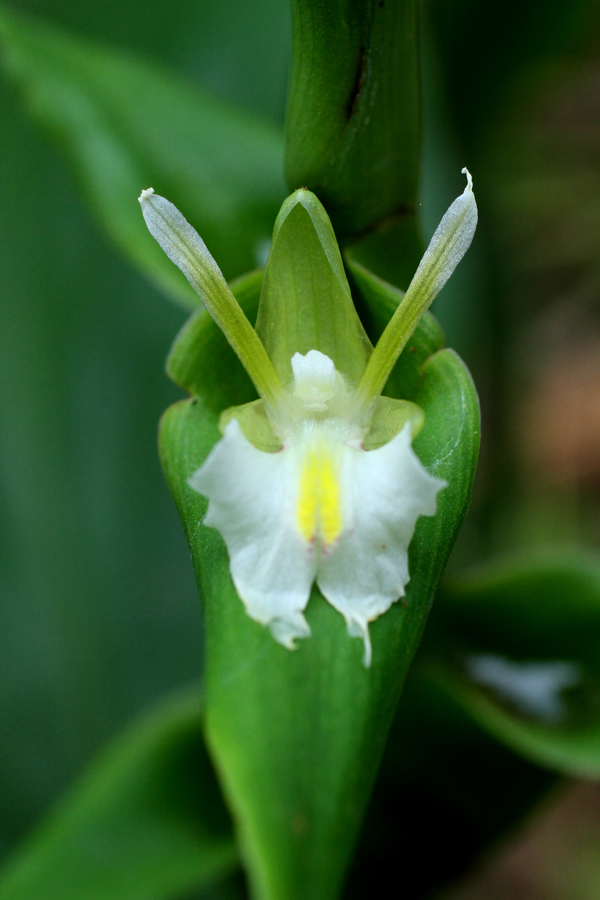 ช่อมรกต Curcuma harmandii Gagnep.<br/>ZINGIBERACEAE