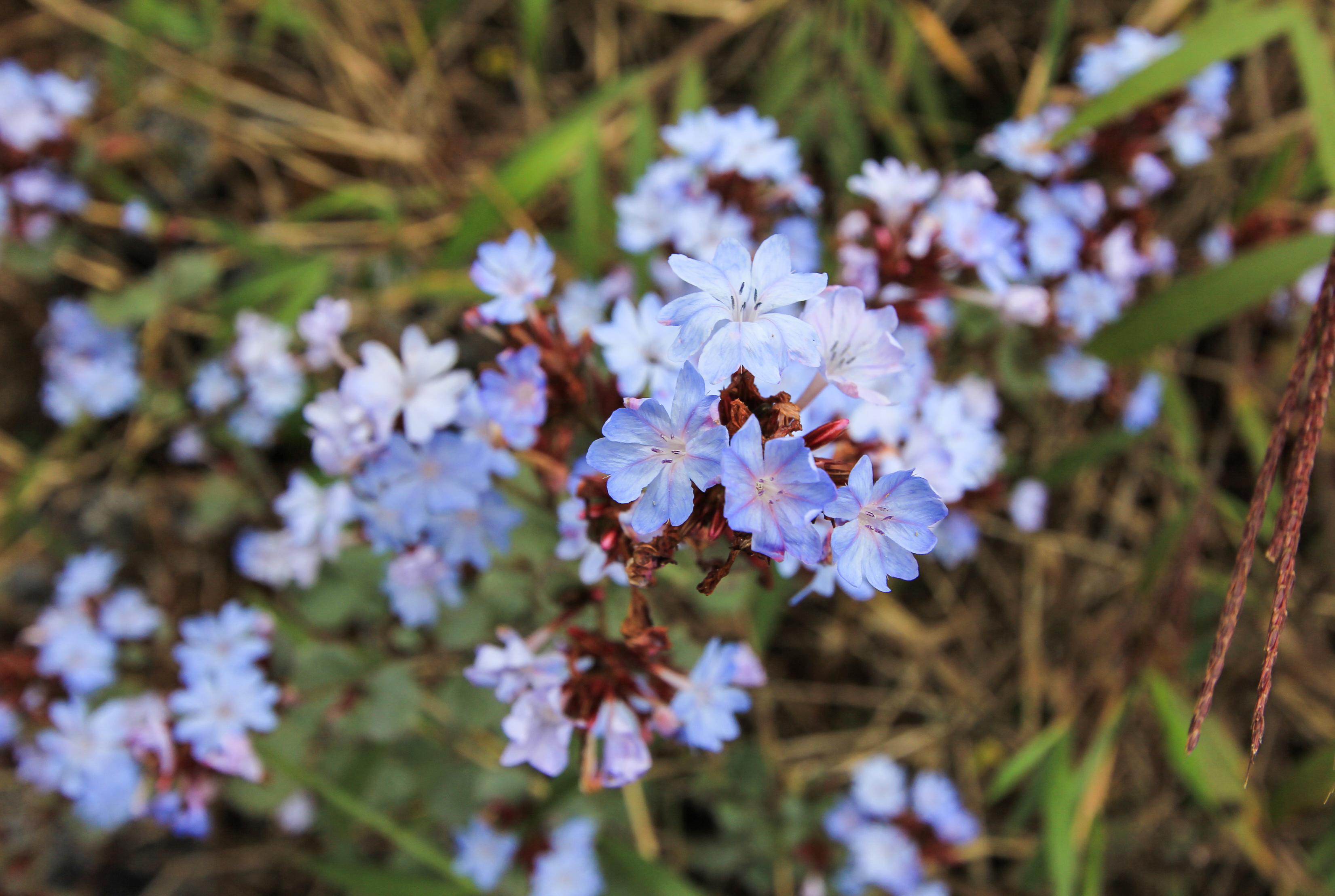 ฟ้าคราม Ceratostigma stapfianum Hoss.<br/>PIUMBAGINACEAE