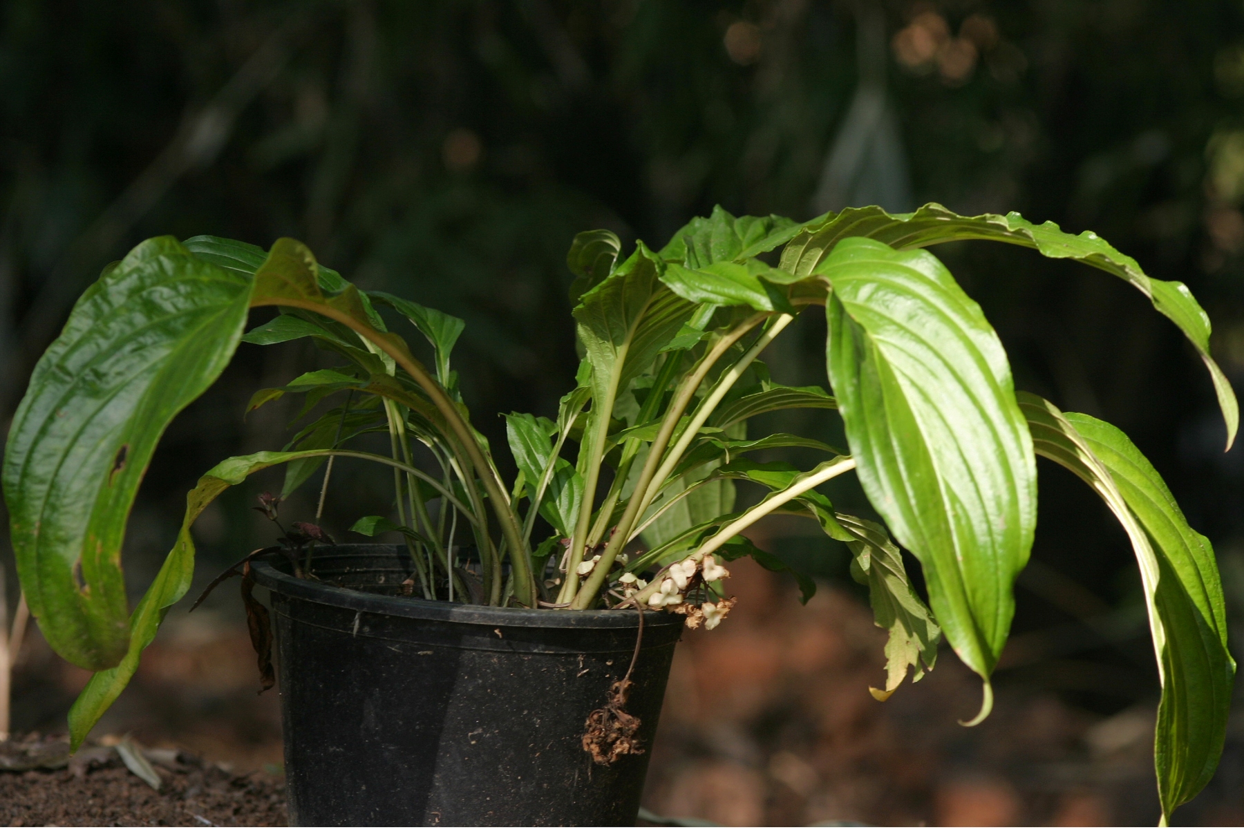 หนวดเสือ Tacca plantaginea (Hance) Drenth<br/>TACCACEAE