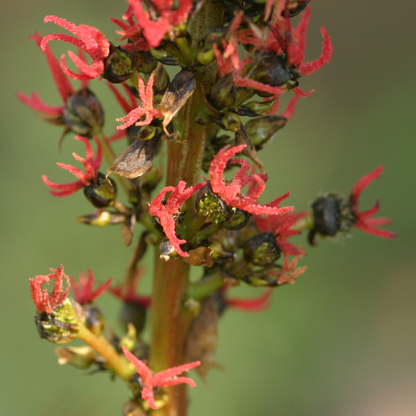 ละหุ่ง Ricinus communis L.<br/>EUPHORBIACEAE