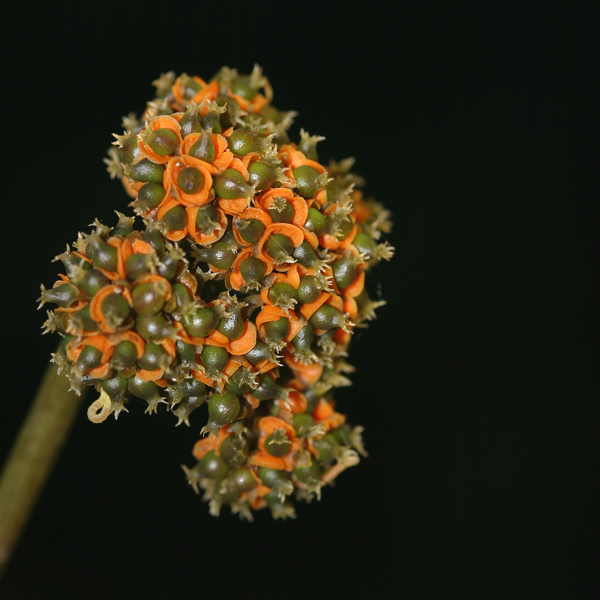 เปล้าเลือด Stephania venosa (Bl.) Spreng.<br/>MENISPERMACEAE