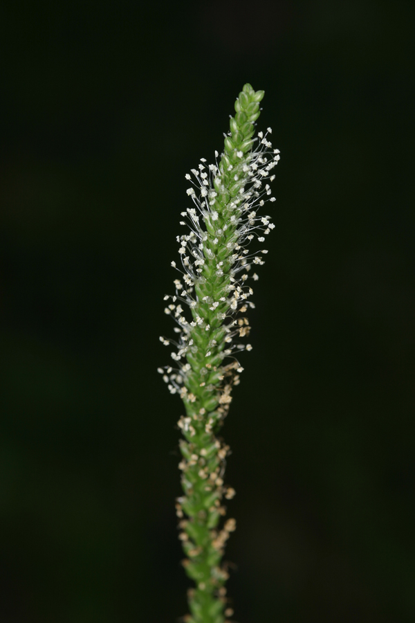 หมอน้อย Plantago major L.<br/>PLANTAGINACEAE