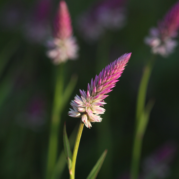 หงอนไก่ไทย Celosia argentea L.<br/>AMARANTHACEAE