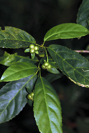 ดีหมี Cleidion brevipetiolatum Pax & K.Hoffm.<br/>EUPHORBIACEAE