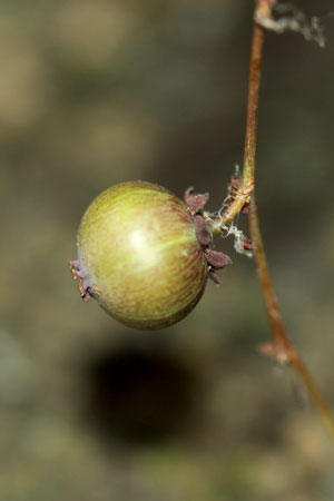 ดอกใต้ต้น Sauropus poomae Welzen & Chayamarit<br/>EUPHORBIACEAE