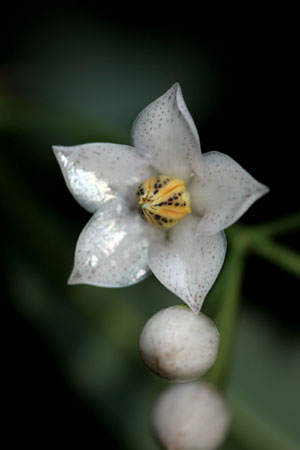 จ้ำ Ardisia attenuata Wall.<br/>MYRSINACEAE