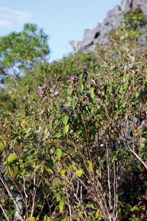 จ๊าฮ่อมเชียงดาว Strobilanthes chiangdaoensis Terao<br/>ACANTHACEAE