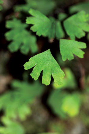 ก้านดำหินปูน Adiantum membranifolium S.Linds. & Suksathan<br/>PTERIDACEAE