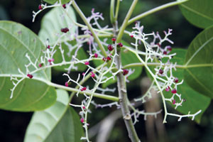 กะลังตังช้าง Dendrocnide sinuata (Blume) Chew<br/>URTICACEAE