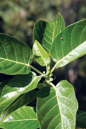 เลียงผึ้ง Ficus albipila (Miq.) King<br/>MORACEAE