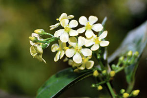 โลดทะนงขาว Trigonostemon albiflorus Airy Shaw<br/>EUPHORBIACEAE