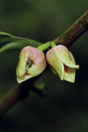 หมาดำ Miliusa thorelii Finet & Gagnep.<br/>ANNONACEAE