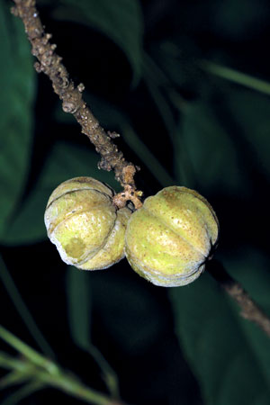 มะคังดงขน Ostodes paniculata Blume<br/>EUPHORBIACEAE