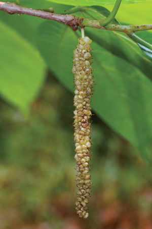 หม่อนหลวง Morus macroura Miq.<br/>MORACEAE