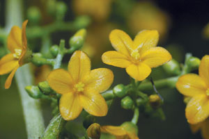 มะนาวเทศ Trigonostemon thyrsoideus Stapf<br/>EUPHORBIACEAE